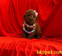 Red Brown Toy Poodle Wc Egıtımli Pasaportlu 2