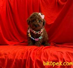 Red Brown Toy Poodle Wc Egıtımli Pasaportlu 5