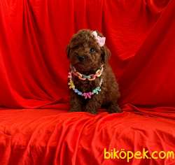 Red Brown Toy Poodle Wc Egıtımli Pasaportlu 3