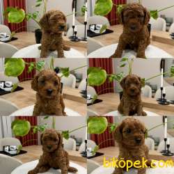 Red Brown Toy Poodle Yavru Bebekler ( 2 Mayıs Doğumlu ) 5