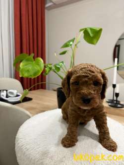 Red Brown Toy Poodle Yavru Bebekler ( 2 Mayıs Doğumlu ) 4
