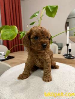 Red Brown Toy Poodle Yavru Bebekler ( 2 Mayıs Doğumlu ) 2