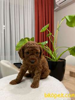 Red Brown Toy Poodle Yavru Bebekler ( 2 Mayıs Doğumlu ) 3
