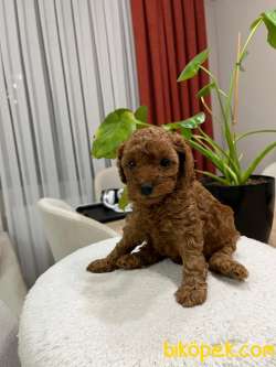 Red Brown Toy Poodle Yavru Bebekler ( 2 Mayıs Doğumlu )