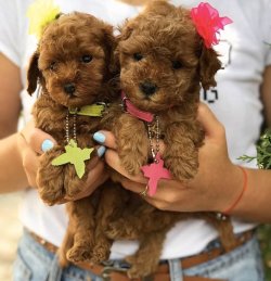 Red Brown Toy Poodle Yavrular