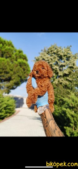 RED BROWN TOY POODLE YAVRULAR 1