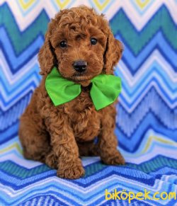 RED BROWN TOY POODLE YAVRULAR 2