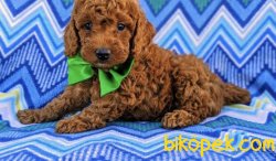 RED BROWN TOY POODLE YAVRULAR 3