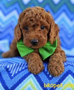 RED BROWN TOY POODLE YAVRULAR 1