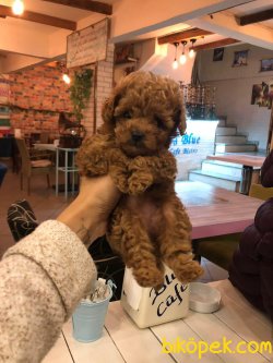 Red Brown Toy Poodle Yavrular 3