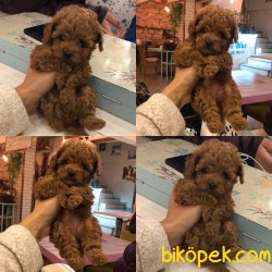 Red Brown Toy Poodle Yavrular 2