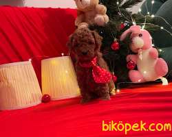 Red Brown Toy Poodle Yavrular 3