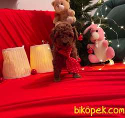 Red Brown Toy Poodle Yavrular 2