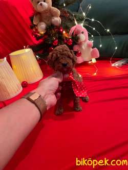 Red Brown Toy Poodle Yavrular 1