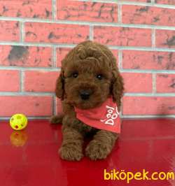 Oyuncak Kaniş Mini Toy Poodle Yavrular 1