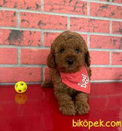 Oyuncak Kaniş Mini Toy Poodle Yavrular 2