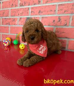 Oyuncak Kaniş Mini Toy Poodle Yavrular 3