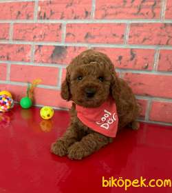 Oyuncak Kaniş Mini Toy Poodle Yavrular 4
