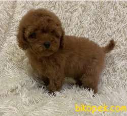 Toy Poodle Tüy Dökmeyen Yavrular 4