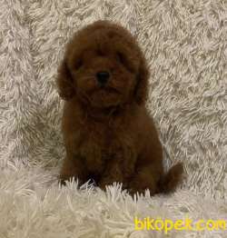 Toy Poodle Tüy Dökmeyen Yavrular 1