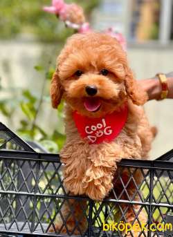 Red Brown Apricot Toy Poodle Bebekler 3