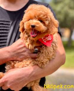 Red Brown Apricot Toy Poodle Bebekler 2