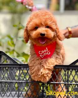 Red Brown Apricot Toy Poodle Bebekler 4