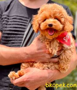 Red Brown Apricot Toy Poodle Bebekler 1