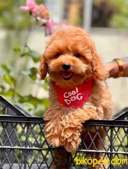 Red Brown Toy Poodle Yavrular 3