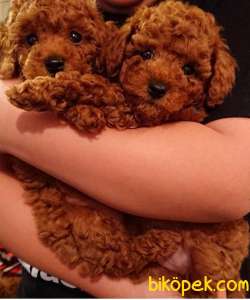 Red Brown Toy Poodle Yavrular 2