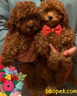 Red Brown Toy Poodle Yavrular 3