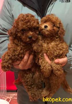 Red Brown Toy Poodle Yavrular 1
