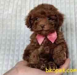 Red Brown Toy Poodle Yavrular 2