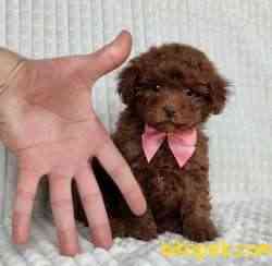 Red Brown Toy Poodle Yavrular 1