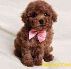 Red Brown Toy Poodle Yavrular 3