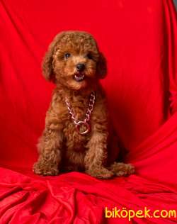 Red Brown Toy Poodle Yavrular 1