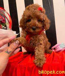 Red Brown Toy Poodle Yavrular 3