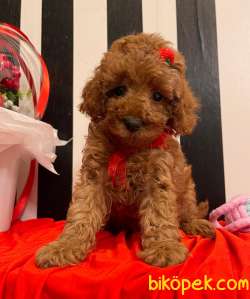 Red Brown Toy Poodle Yavrular 1