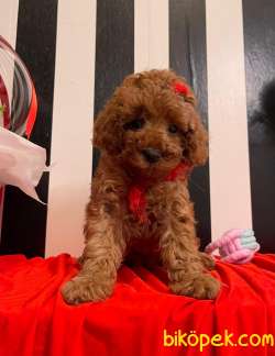 Red Brown Toy Poodle Yavrular 2