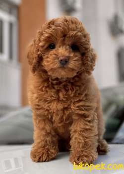RED BROWN TOY POODLE YAVRULAR 1