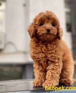 RED BROWN TOY POODLE YAVRULAR 4
