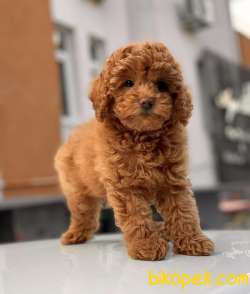RED BROWN TOY POODLE YAVRULAR 2