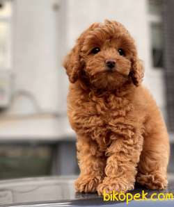 RED BROWN TOY POODLE YAVRULAR 3
