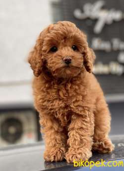 RED BROWN TOY POODLE YAVRULAR 5