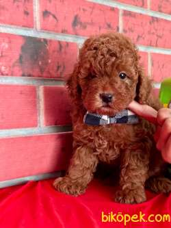 Red Brown Toy Poodle Yavrular 1