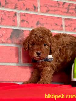 Red Brown Toy Poodle Yavrular 2