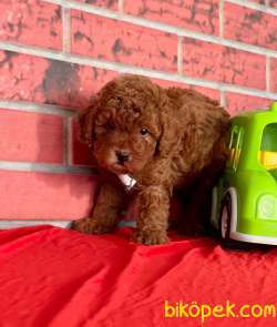 Red Brown Toy Poodle Yavrular 3