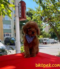 Red Brown Toy Poodle Yavrular 4