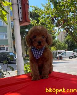 Red Brown Toy Poodle Yavrular 1
