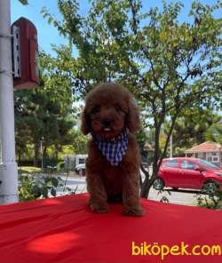 Red Brown Toy Poodle Yavrular 2